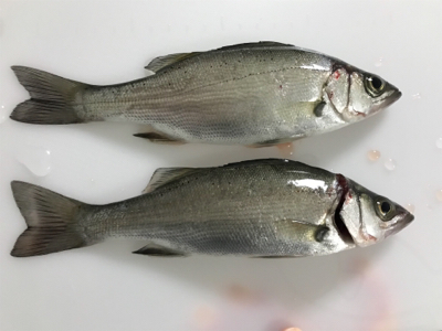 河川シーバスフィッシング