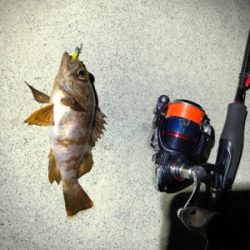 コマしなメバル