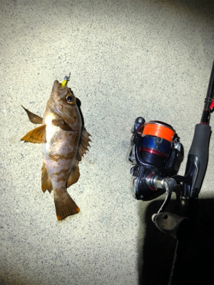 コマしなメバル