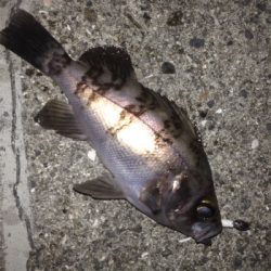 大蔵海岸でメバリング