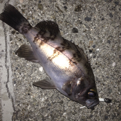 大蔵海岸でメバリング