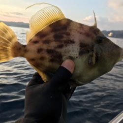 早川丸でカワハギ43枚！