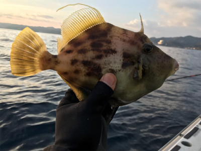 早川丸でカワハギ43枚！