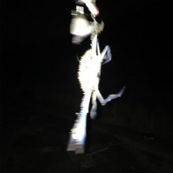 オルルド釣り具