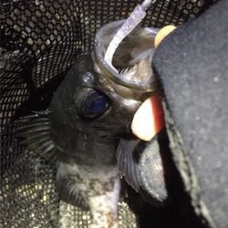 カッティングベイトで良型メバル