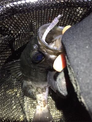 カッティングベイトで良型メバル