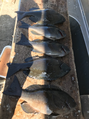 風、波、ある中で５匹