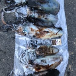 アオリイカ最高