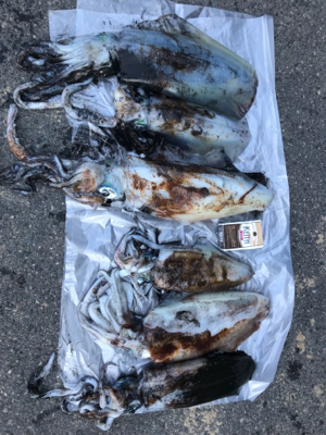 アオリイカ最高