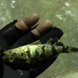 マイクロメバル（汗）