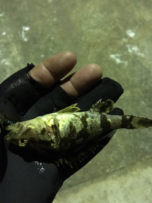 マイクロメバル（汗）