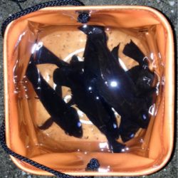 寒さに耐えられず