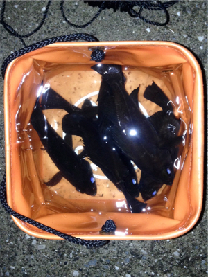 寒さに耐えられず