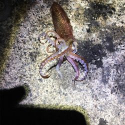 ヤリイカ 釣行