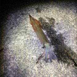 ヤリイカ釣行