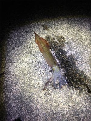ヤリイカ釣行