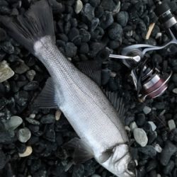 デイ….とりあえずメバリング(笑)(釣行 其の拾壱)