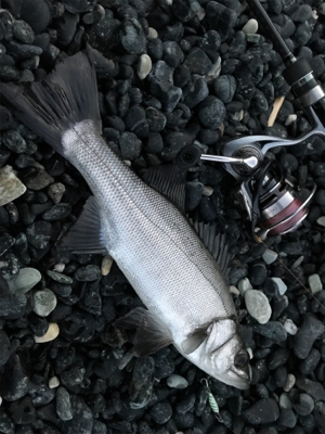 デイ….とりあえずメバリング(笑)(釣行 其の拾壱)