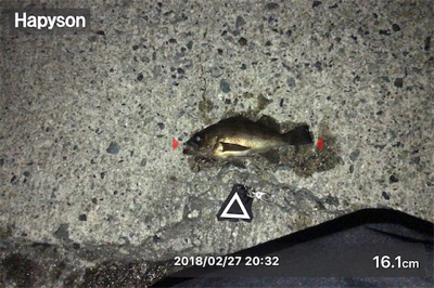 夕マズメからライズ