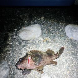 ウキ釣りでメバル