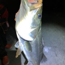 霞埠頭シーバス