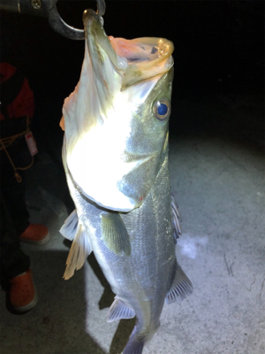 霞埠頭シーバス