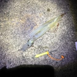 ヤリイカ釣行