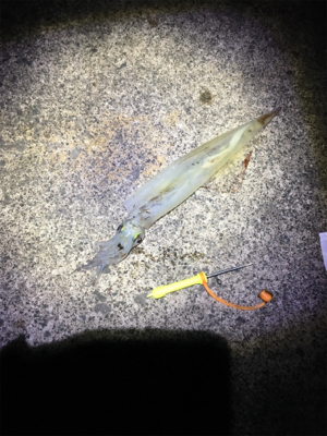 ヤリイカ釣行