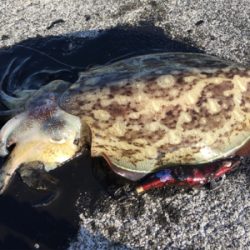 トルネードスピンさん！