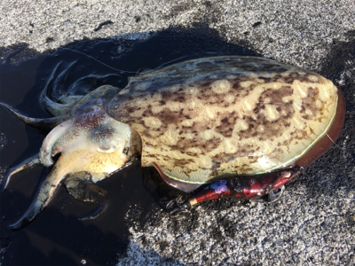 トルネードスピンさん！