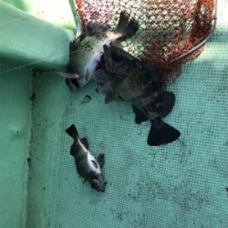 鳴門  メバルサビキ  はらまる