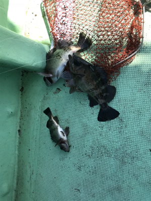 鳴門  メバルサビキ  はらまる