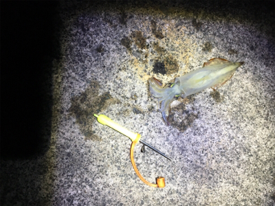 ヤリイカ釣行