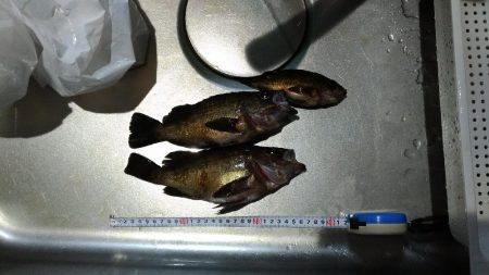 淡路沖メバル釣行