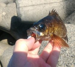 癒やされデイメバル