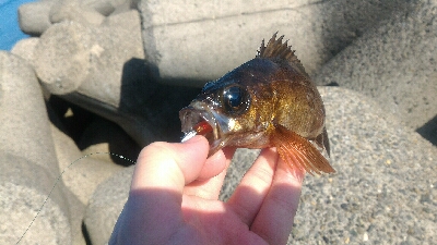 癒やされデイメバル