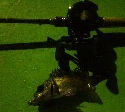 表層惨敗からの泣き尺ガシラ