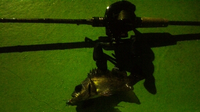 表層惨敗からの泣き尺ガシラ