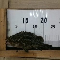 メバル狙いが…