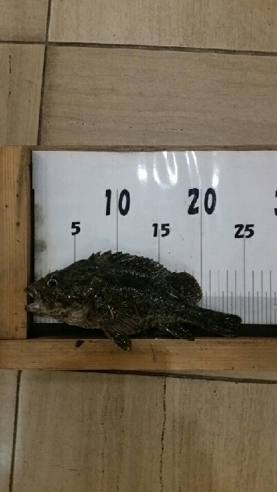 メバル狙いが…