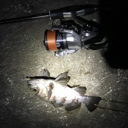 三連釣行 計10匹！