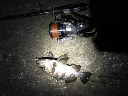 三連釣行 計10匹！