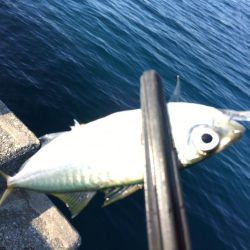 激シブのデイアジング