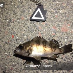 久しぶりのメバリング