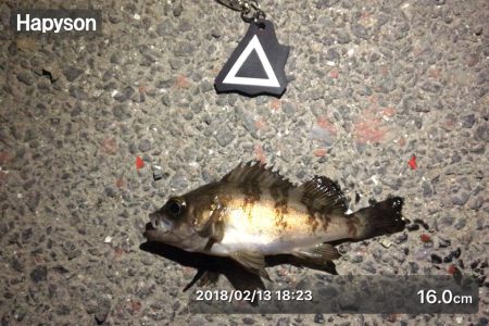 久しぶりのメバリング