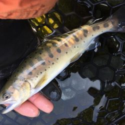 芥川マス釣り場のトラウト