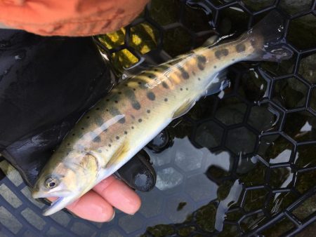 芥川マス釣り場のトラウト