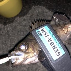 癒しのライトゲーム！