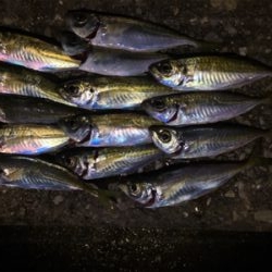 シブ過ぎでしょ〜