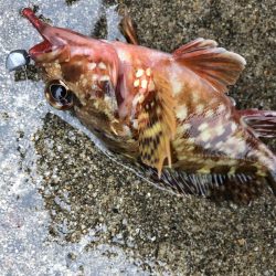 マゴバチで癒しのライトゲーム